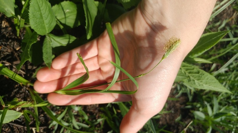 Littletooth Sedge photo 3