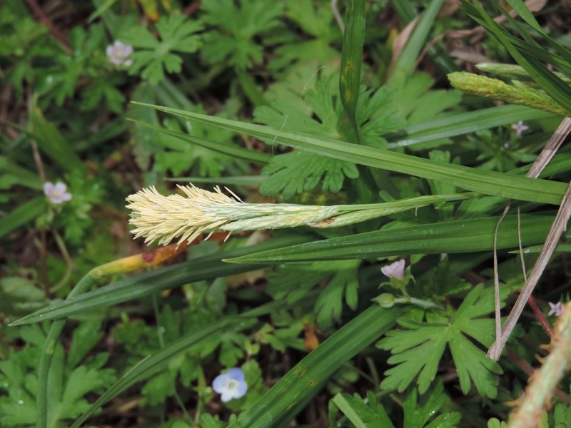Littletooth Sedge photo 4