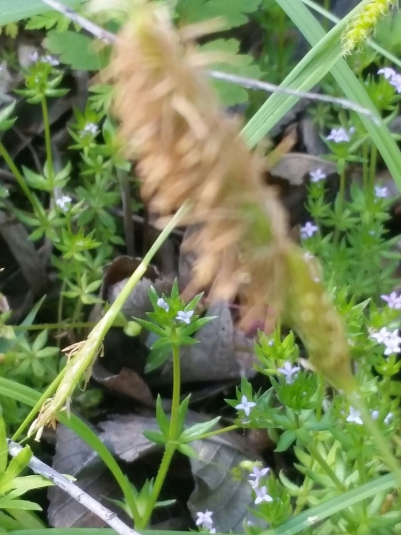 Littletooth Sedge photo 5