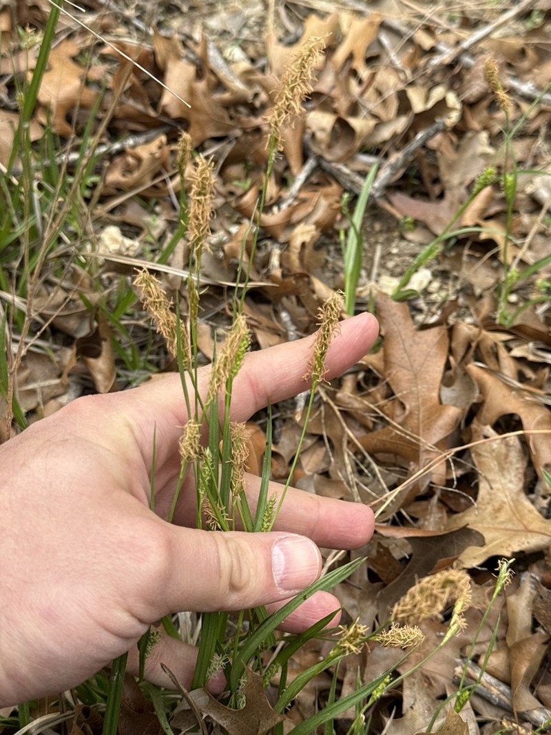 Littletooth Sedge photo 6