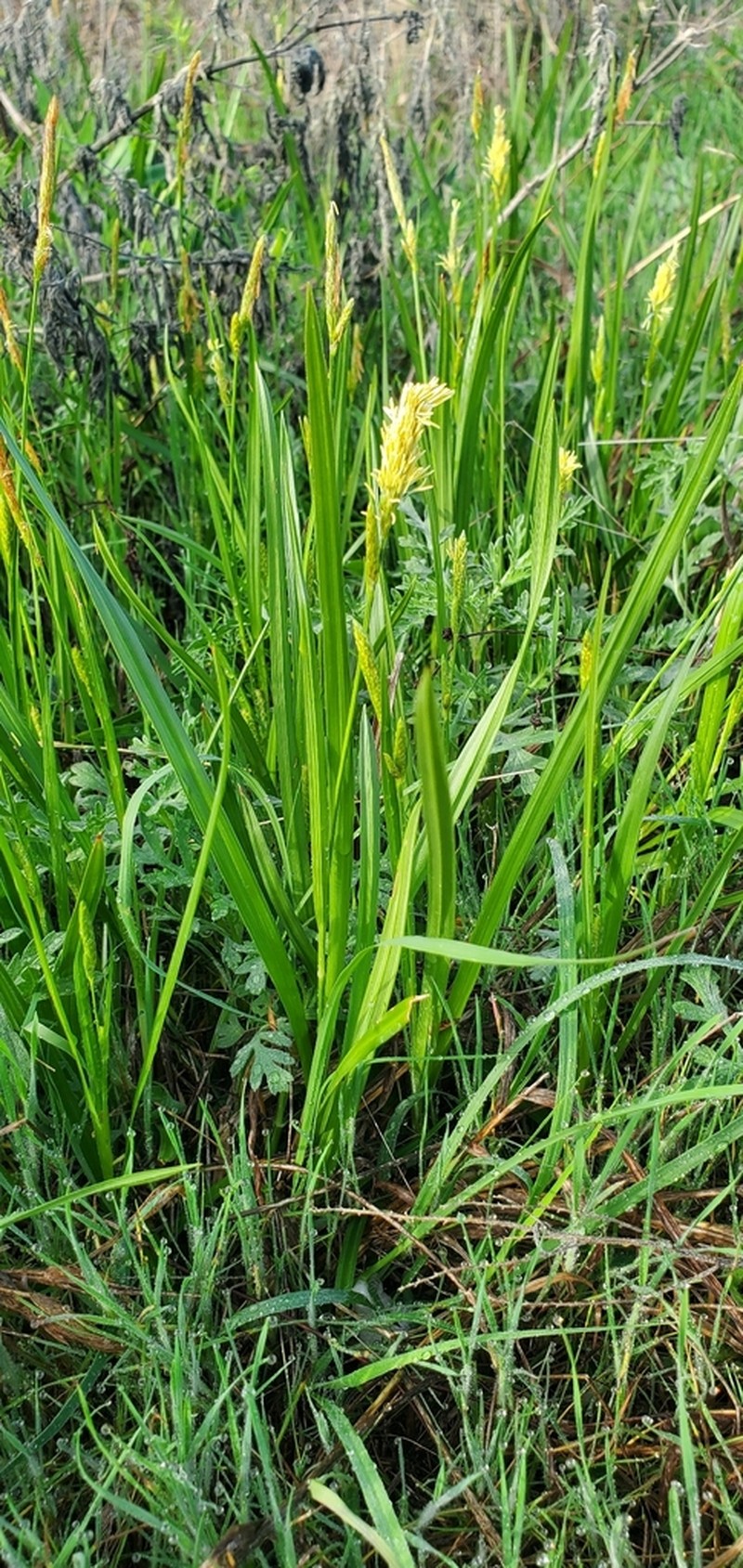 Littletooth Sedge photo 7