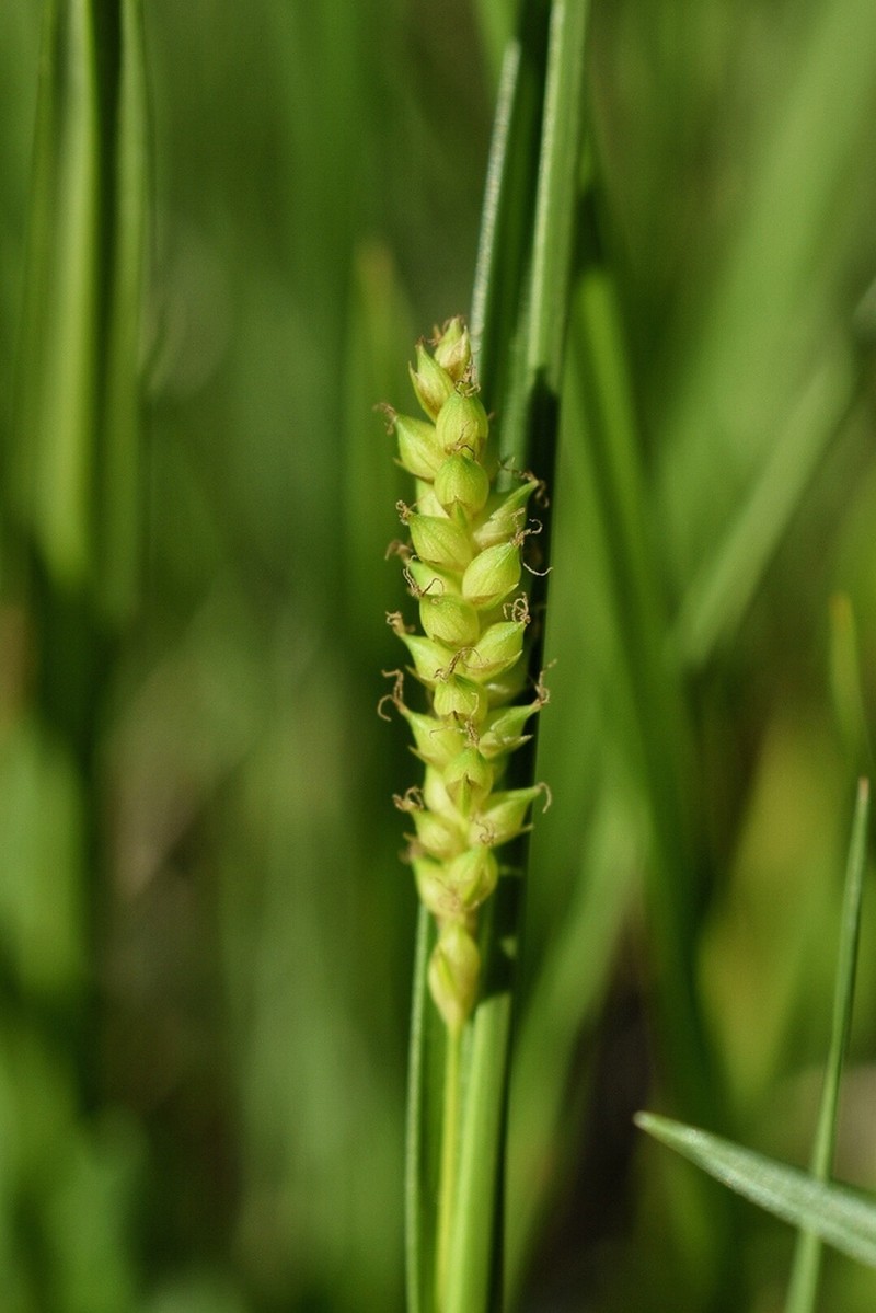 Littletooth Sedge photo 8
