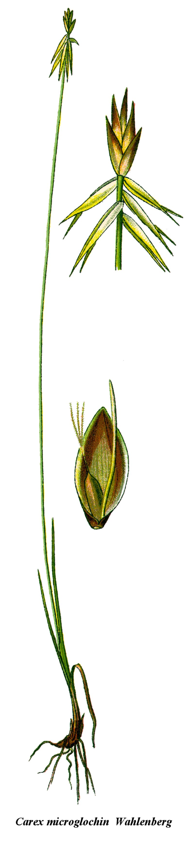 Fewseeded Bog Sedge