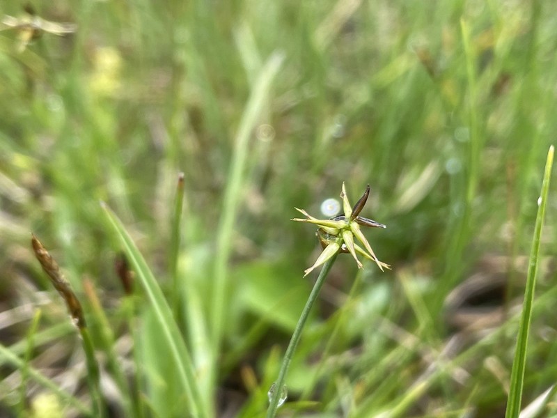 Fewseeded Bog Sedge photo 3