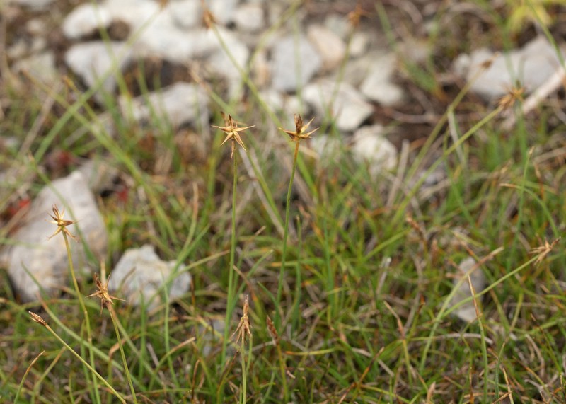 Fewseeded Bog Sedge photo 4