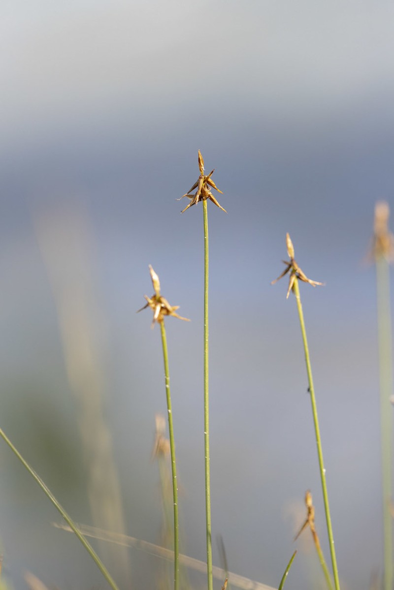Fewseeded Bog Sedge photo 5
