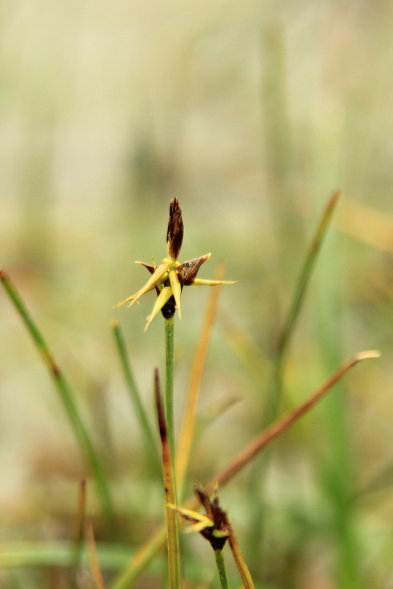 Fewseeded Bog Sedge photo 6