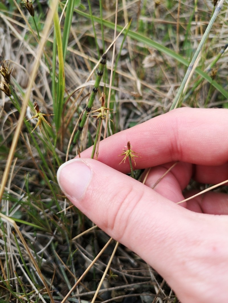 Fewseeded Bog Sedge photo 7
