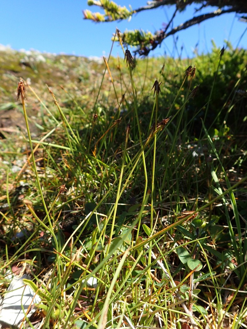 Fewseeded Bog Sedge photo 8