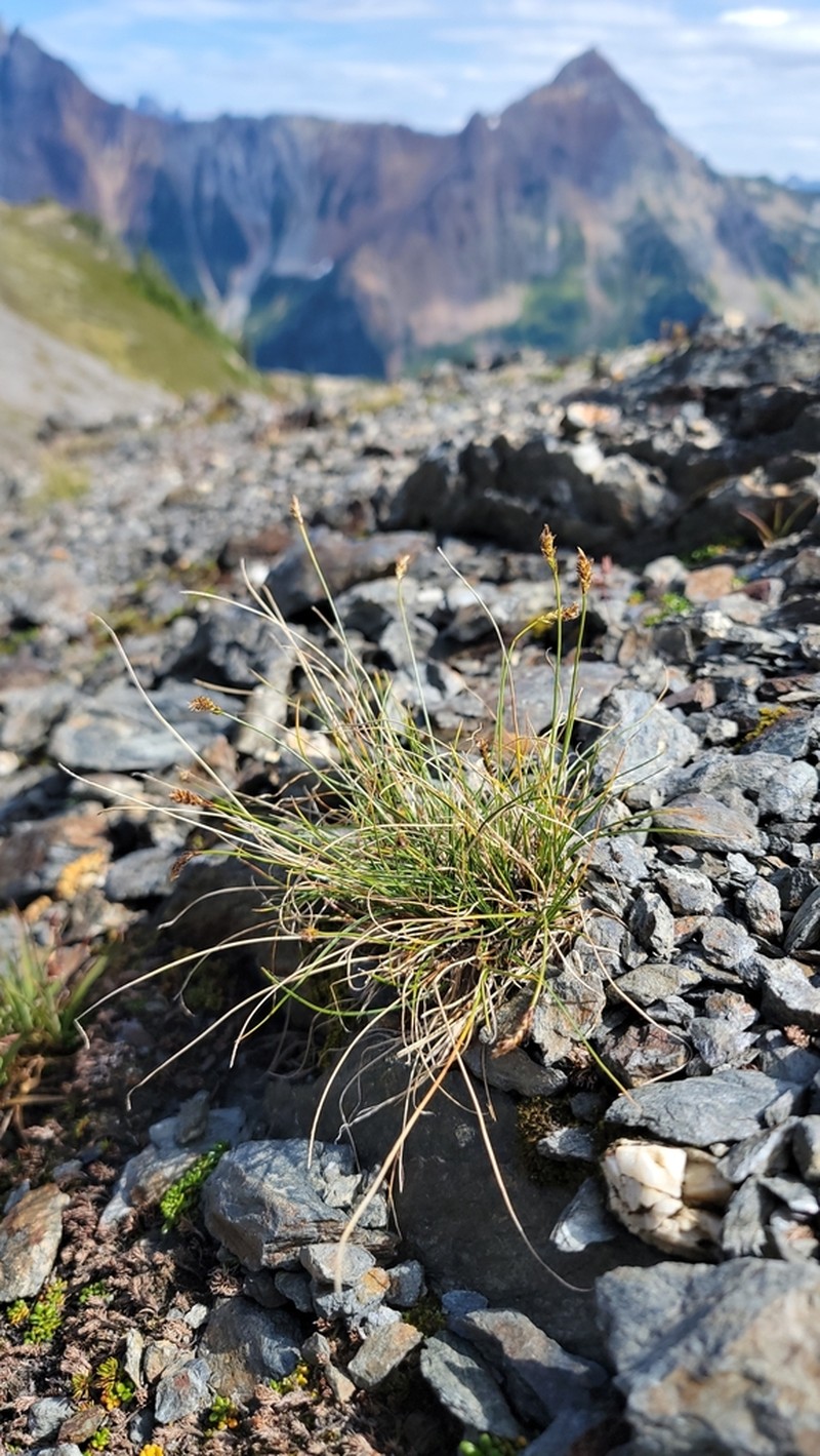 Carex micropoda