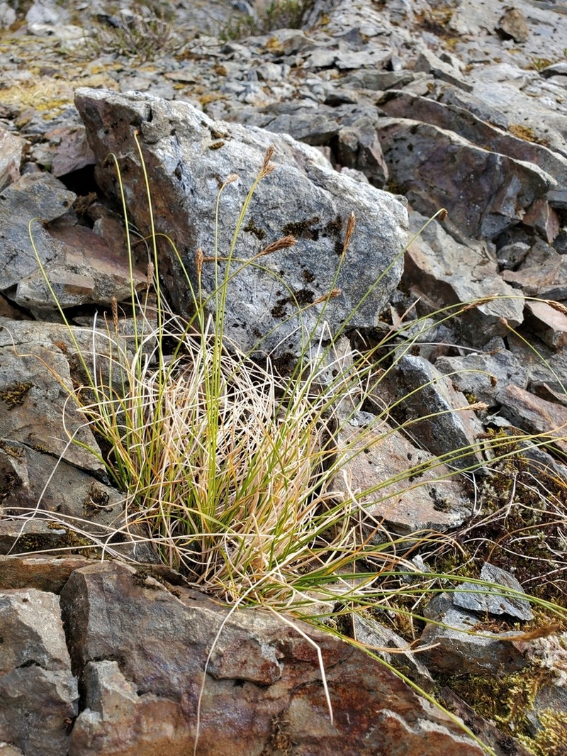 Carex micropoda photo 2