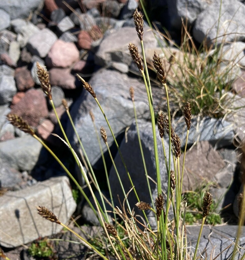Carex micropoda photo 3