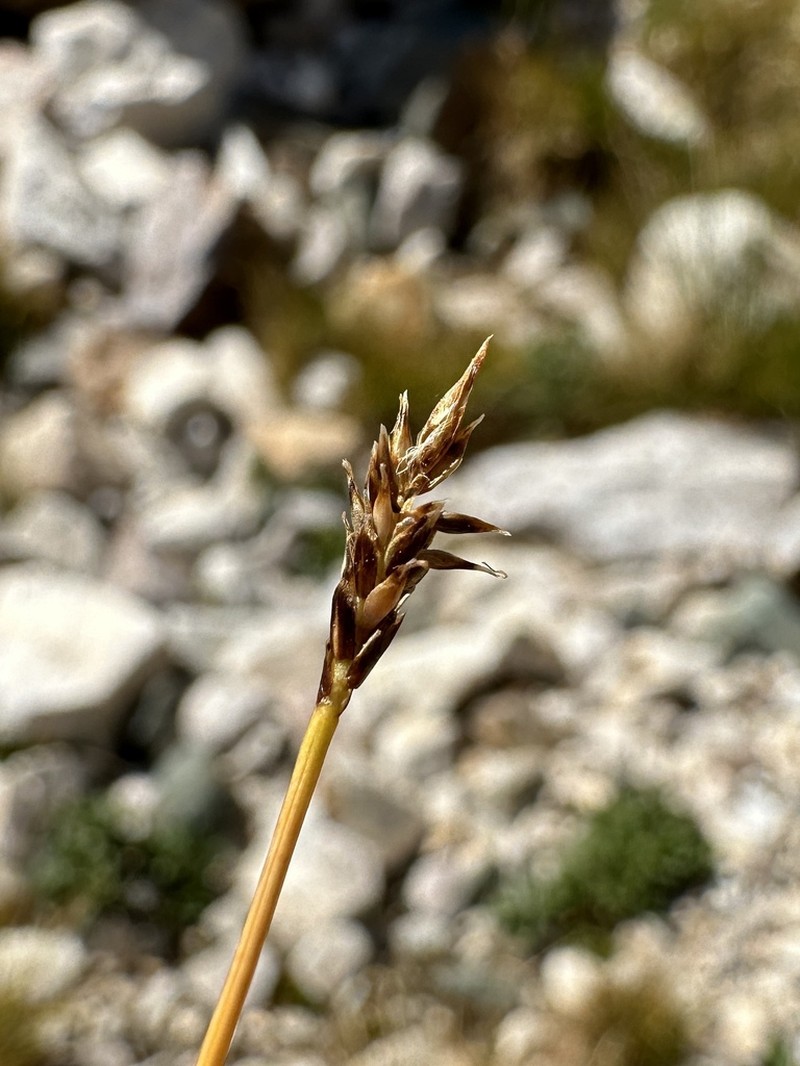 Carex micropoda photo 4