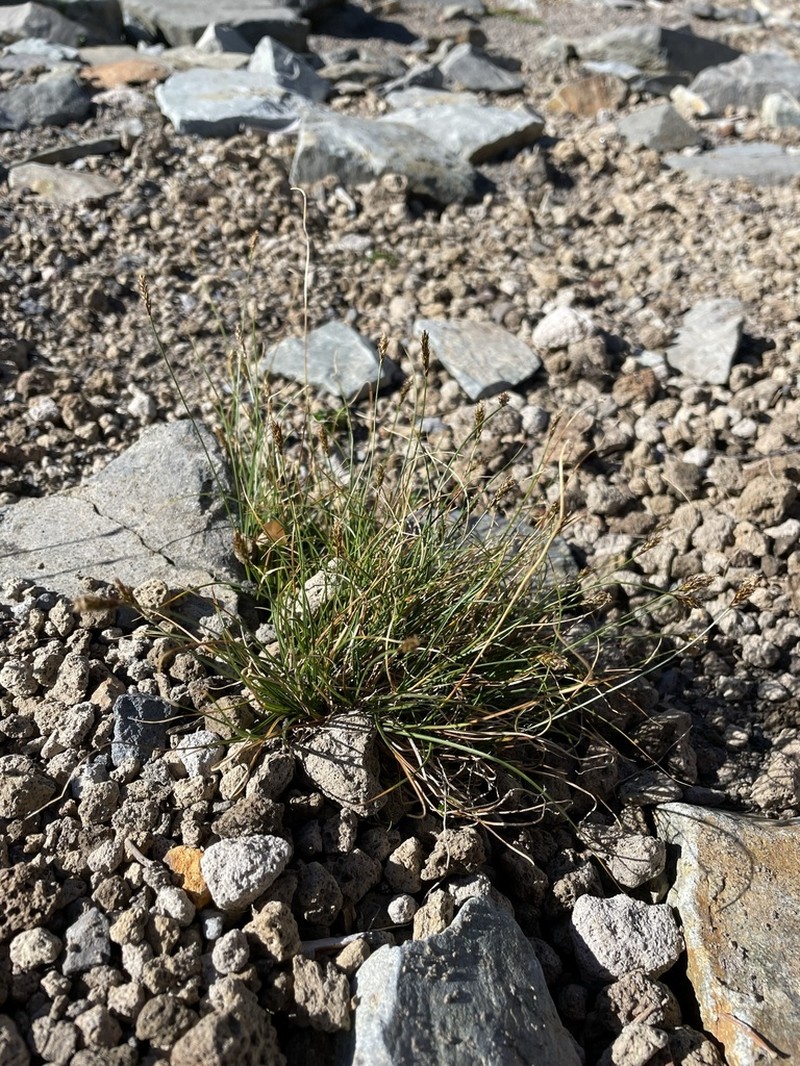 Carex micropoda photo 5