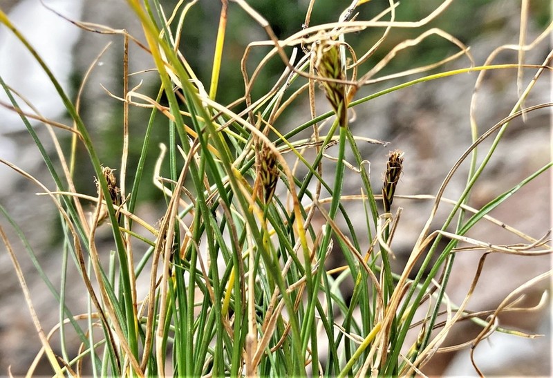 Carex micropoda photo 6