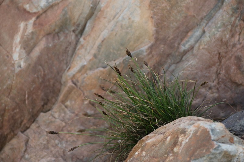Carex micropoda photo 7