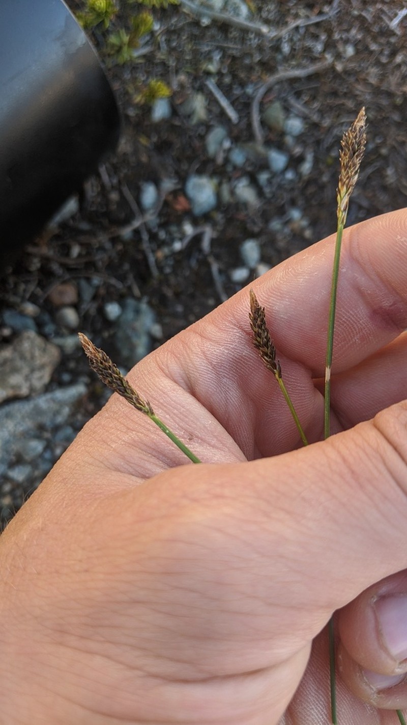 Carex micropoda photo 8