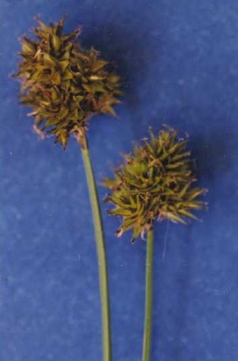 Smallwing Sedge