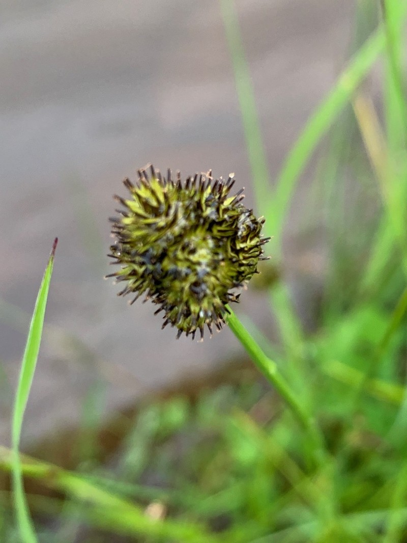 Smallwing Sedge photo 3