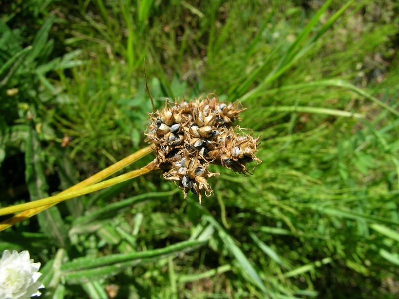 Smallwing Sedge photo 4
