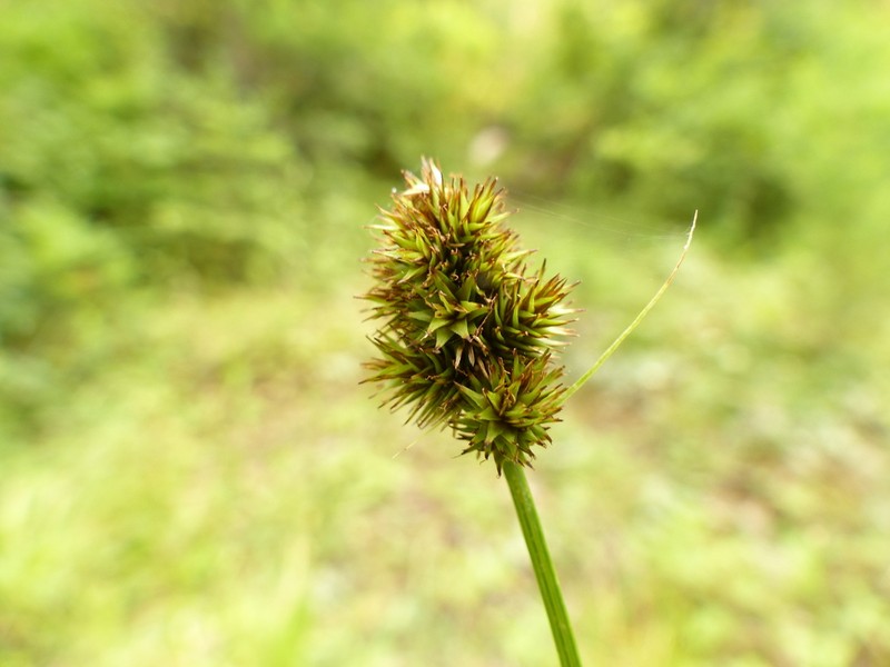 Smallwing Sedge photo 5