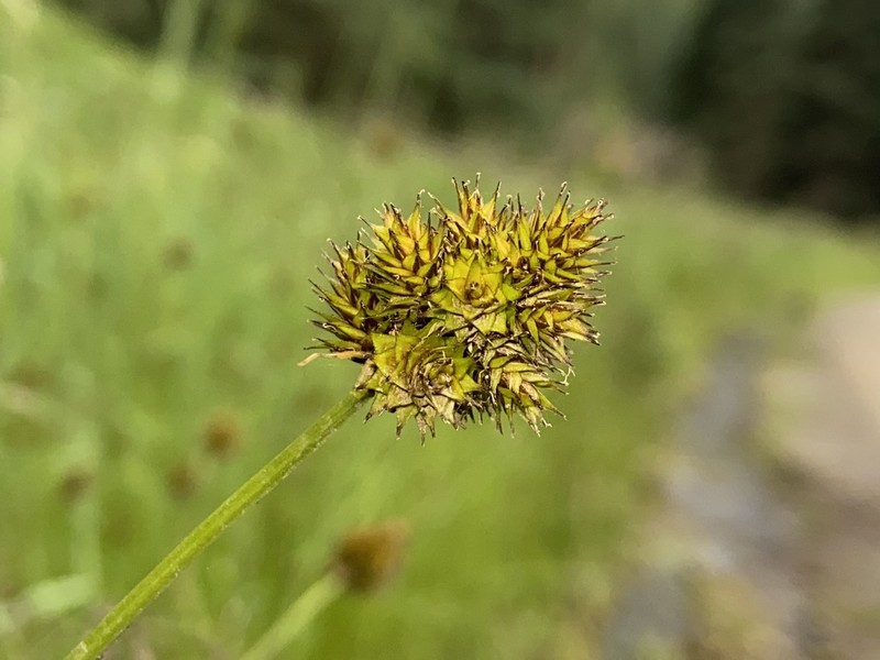 Smallwing Sedge photo 6