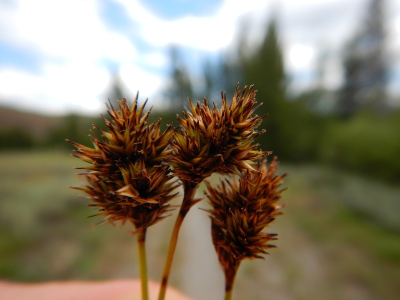Smallwing Sedge photo 7