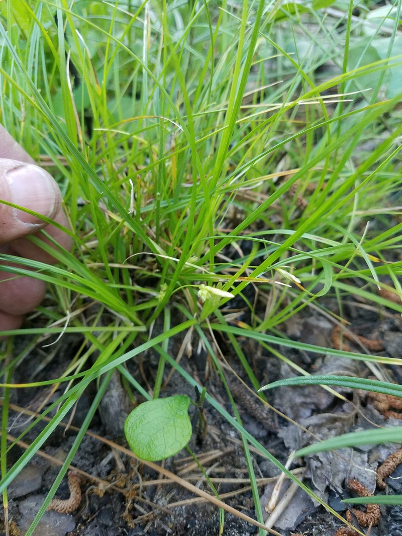 Littlesnout Sedge photo 5