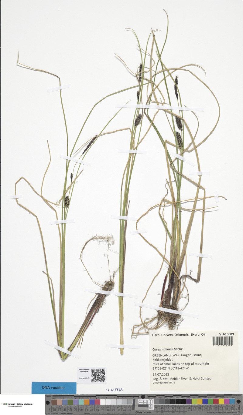 Carex miliaris