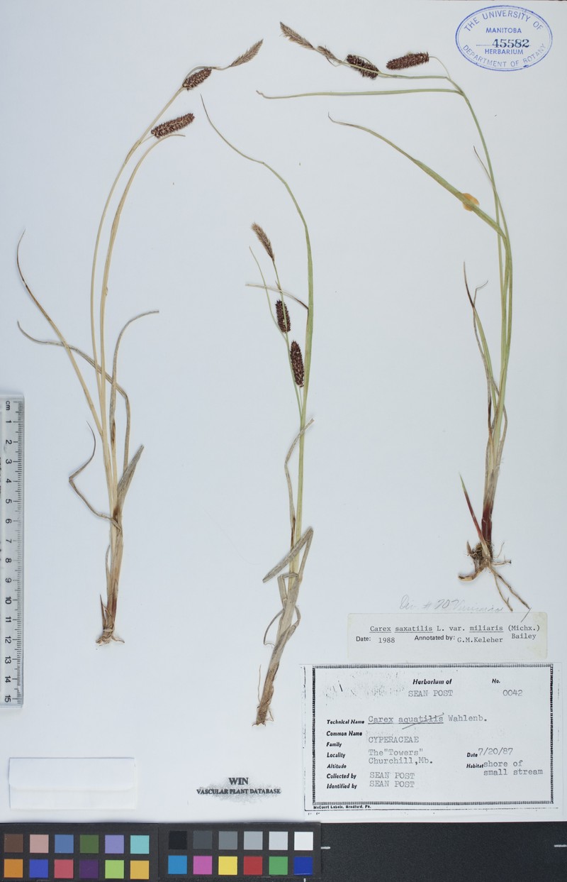 Carex miliaris photo 2