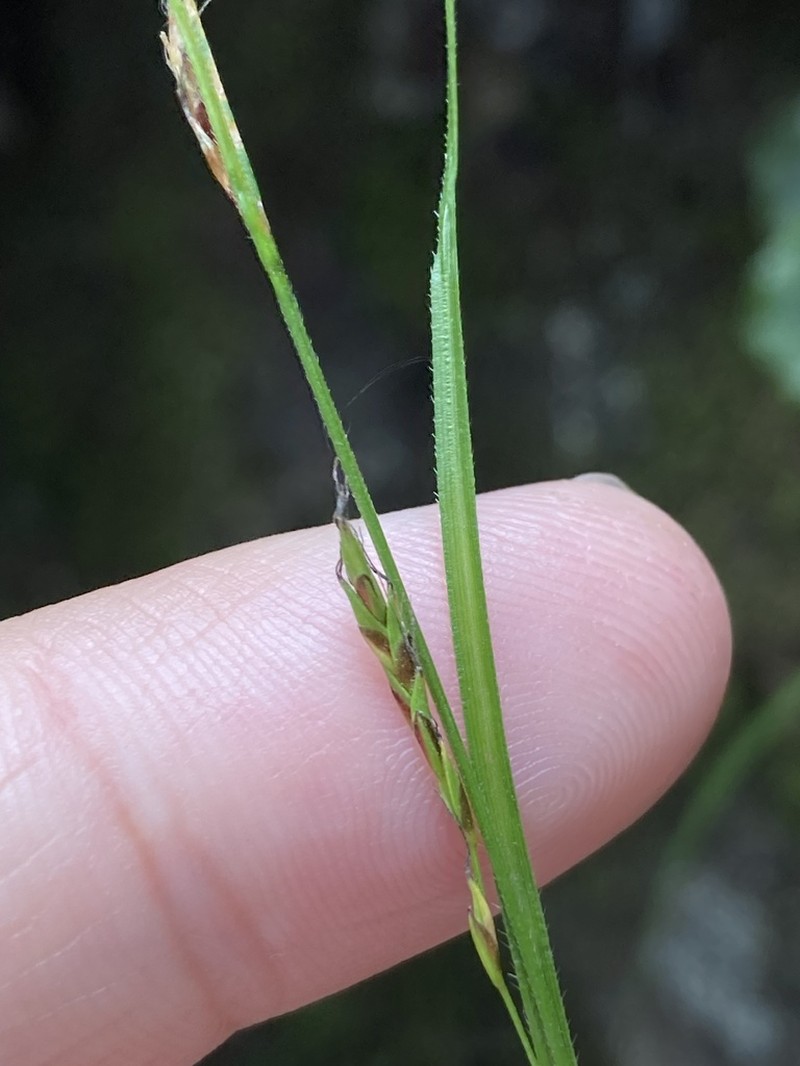Wretched Sedge photo 4