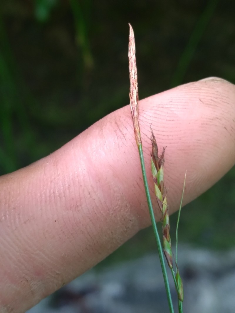 Wretched Sedge photo 5