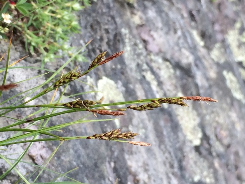 Wretched Sedge photo 6