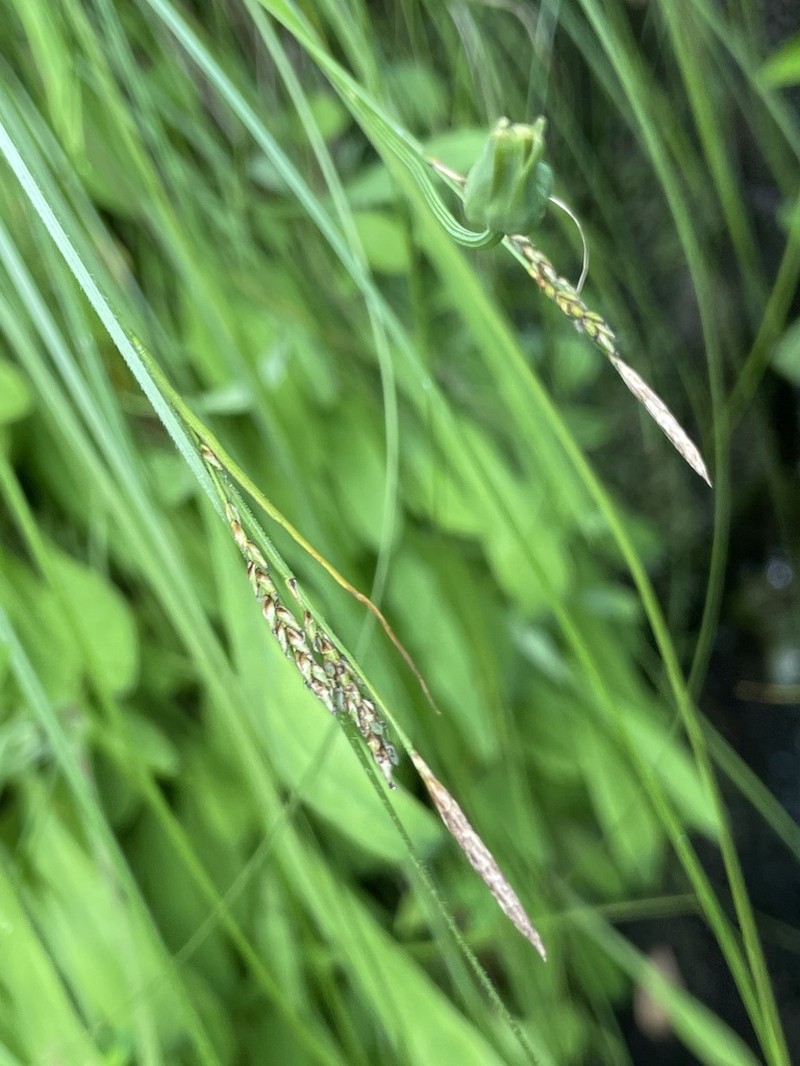 Wretched Sedge photo 8