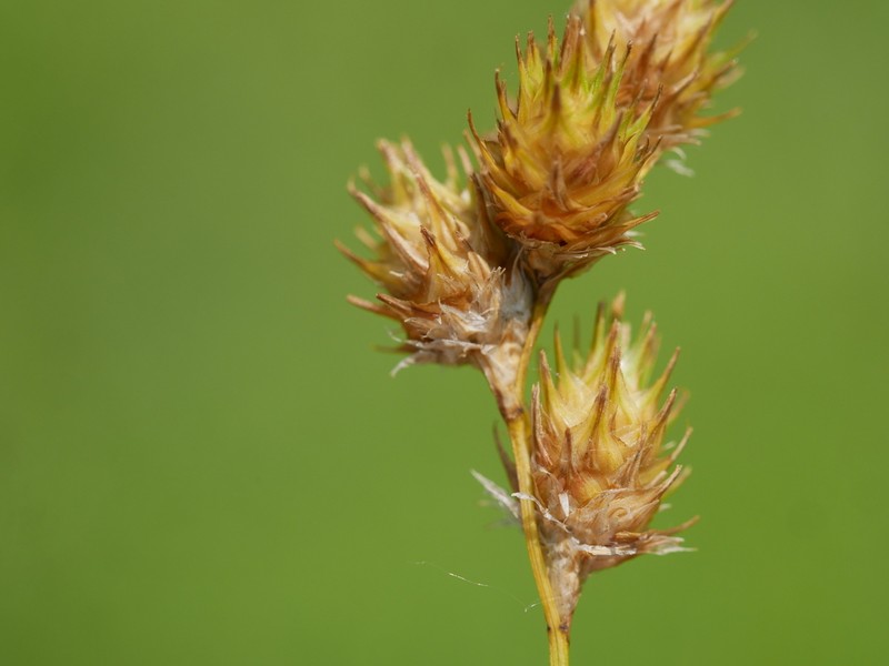 Missouri Sedge photo 4