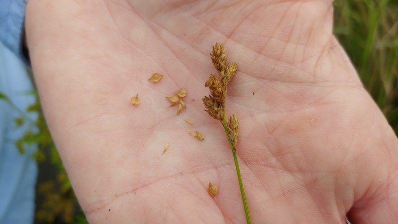 Missouri Sedge photo 6