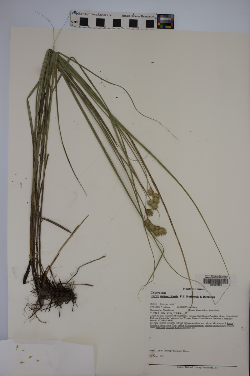 Missouri Sedge photo 7