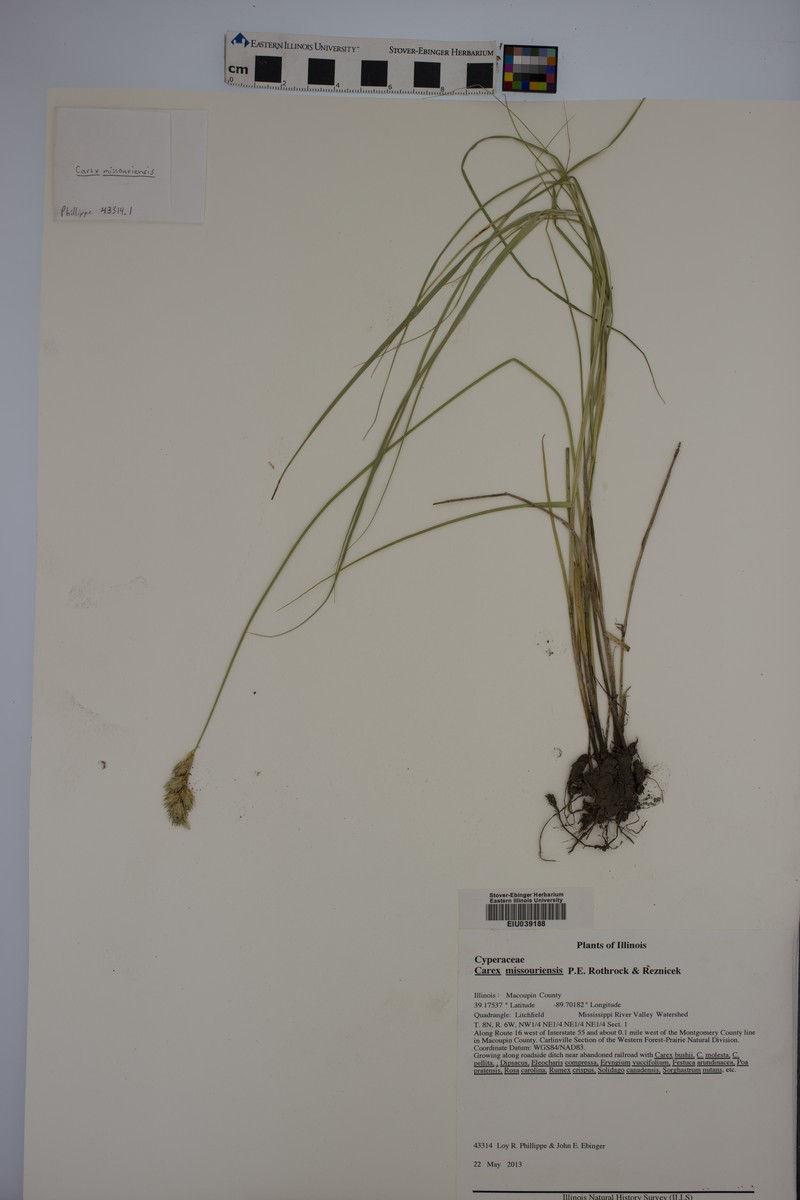 Missouri Sedge photo 8