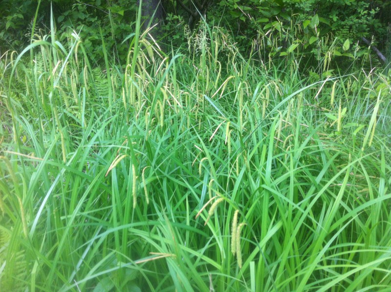 Mitchell's Sedge