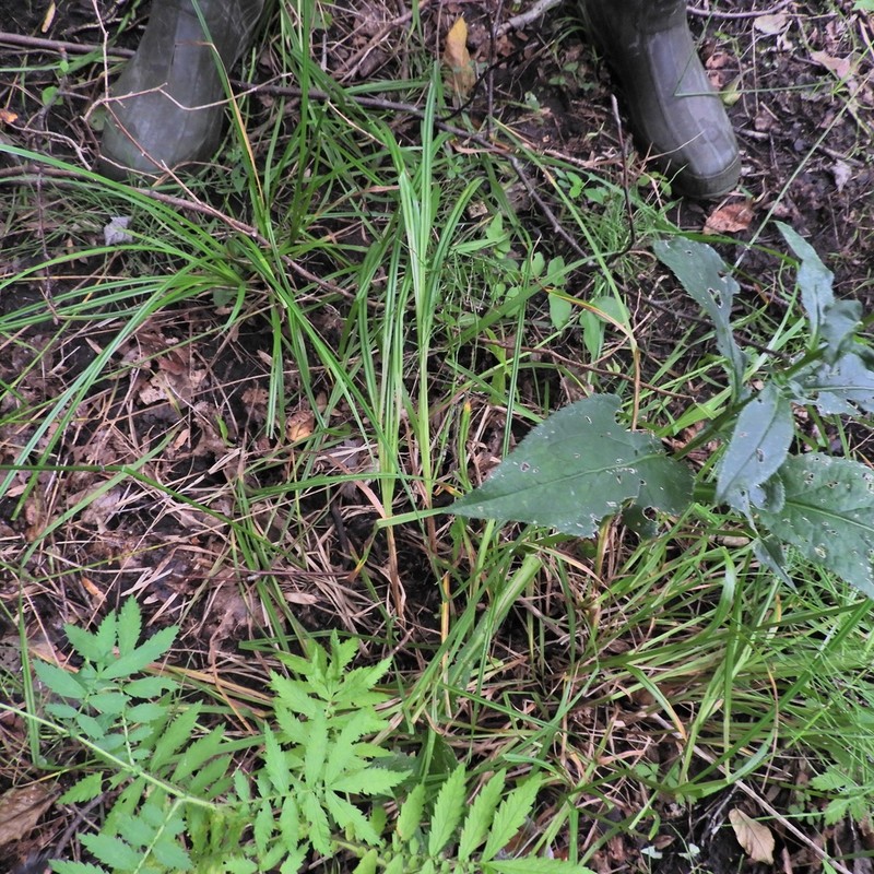 Mitchell's Sedge photo 2