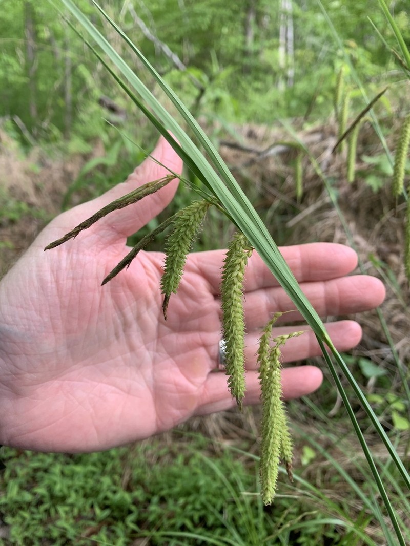 Mitchell's Sedge photo 3