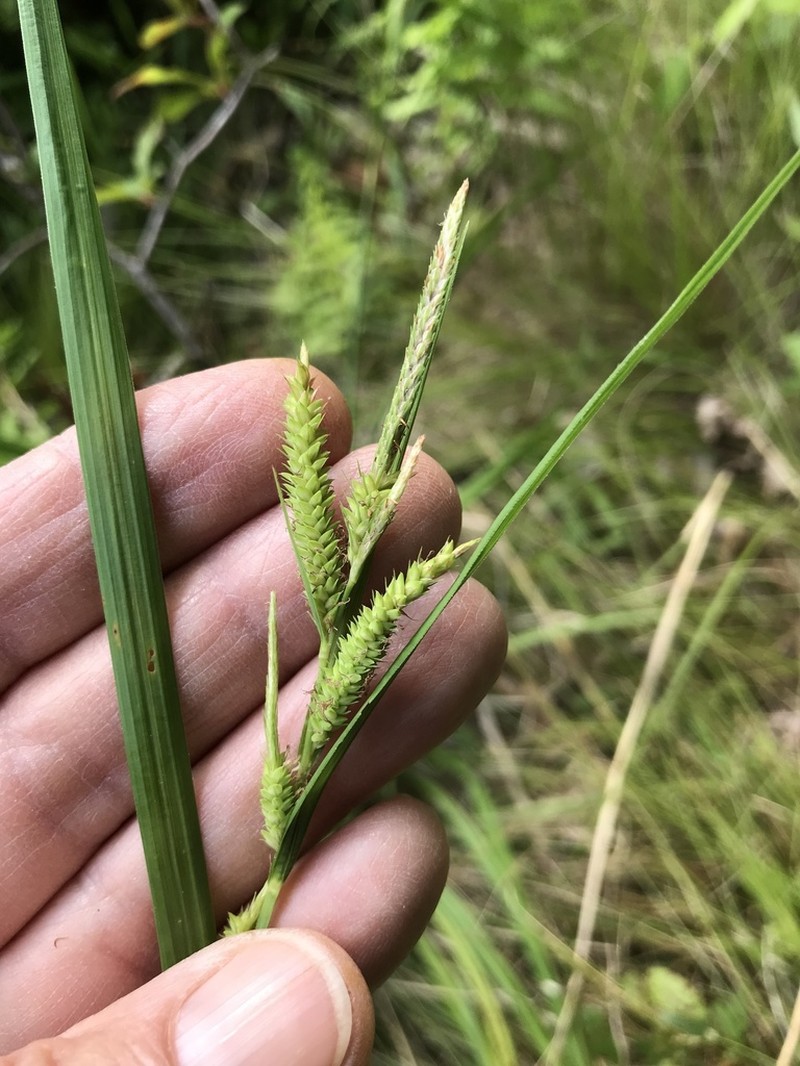 Mitchell's Sedge photo 4