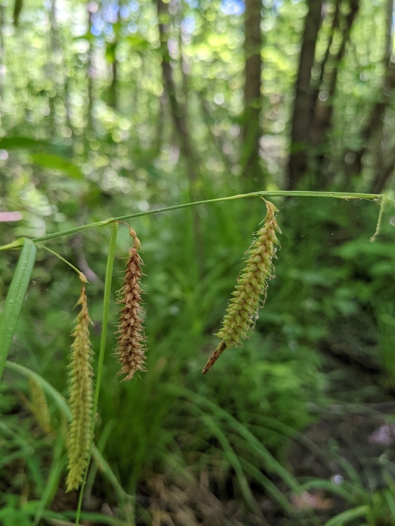 Mitchell's Sedge photo 6