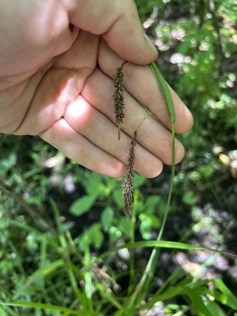 Mitchell's Sedge photo 7