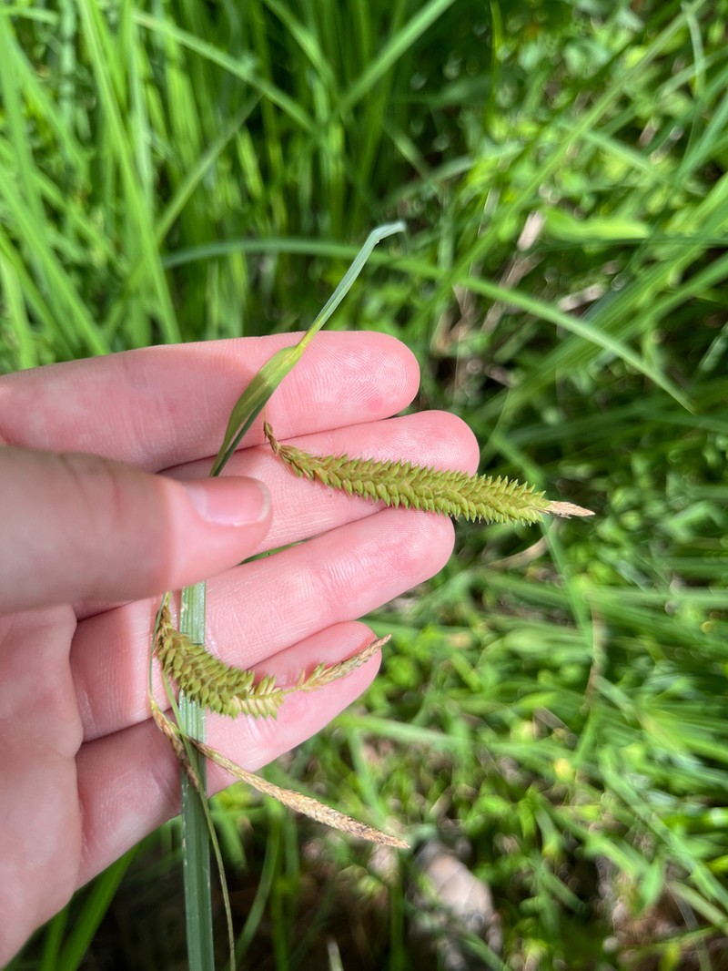 Mitchell's Sedge photo 8