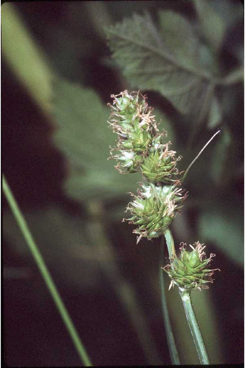 Troublesome Sedge
