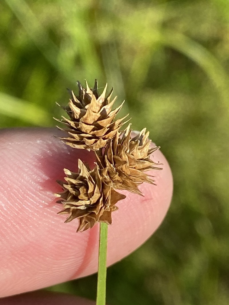 Troublesome Sedge photo 3