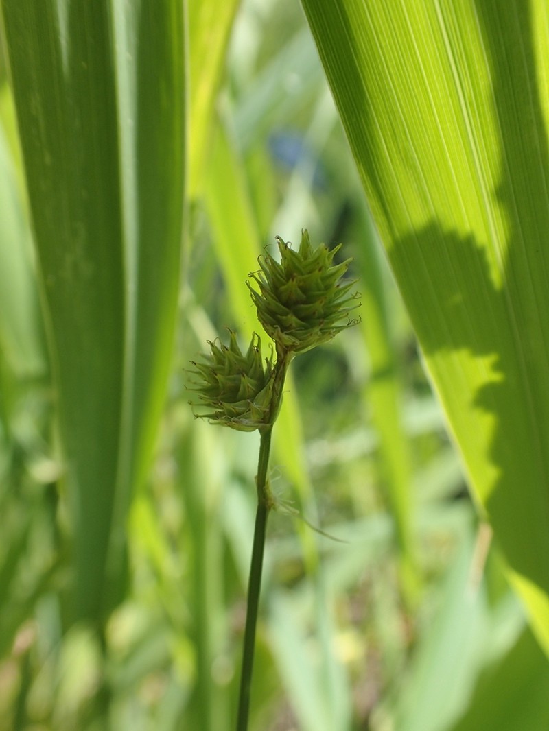 Troublesome Sedge photo 4