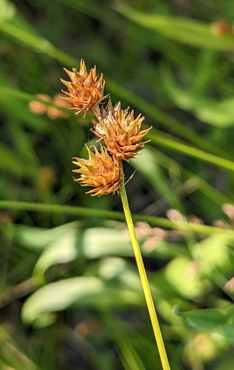 Troublesome Sedge photo 5