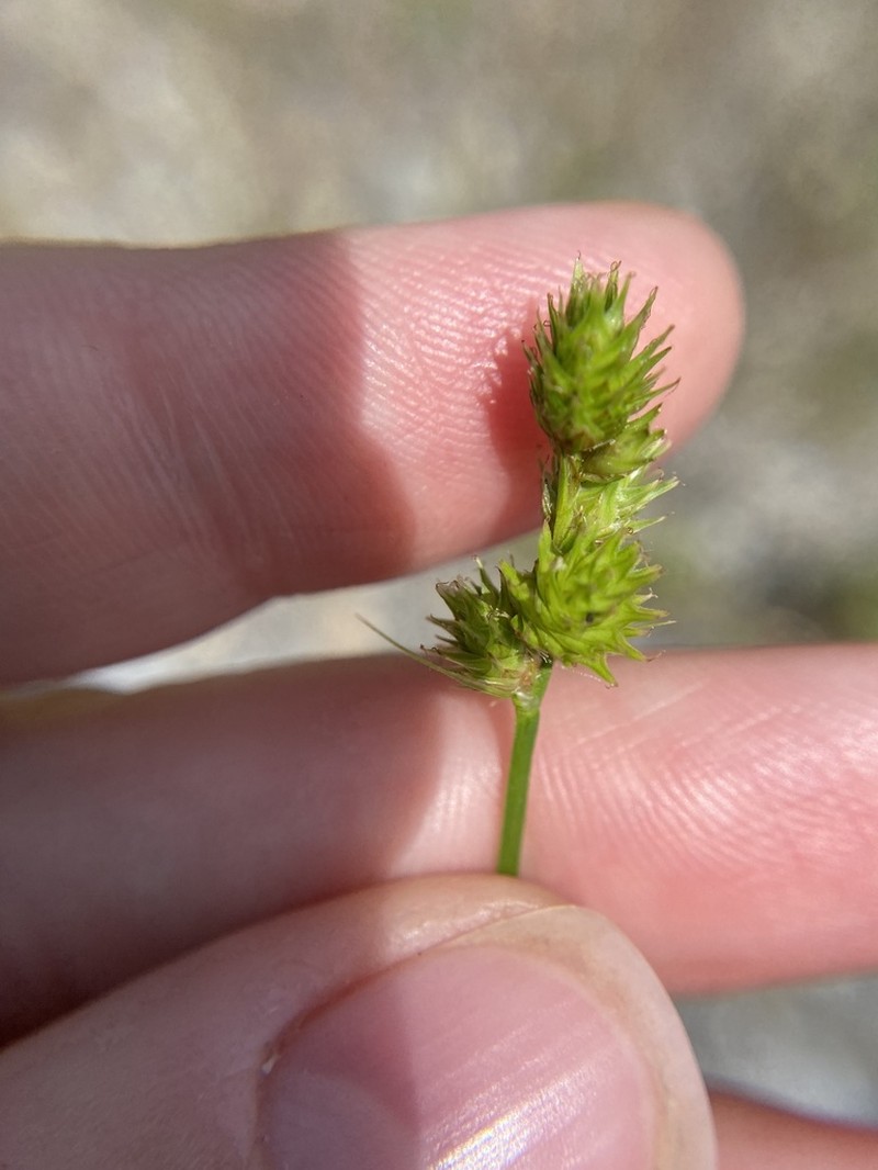 Troublesome Sedge photo 6
